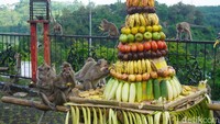 Tiga gunungan buah-buahan diberikan khusus kepada monyet-monyet di Gua Kreo. Mereka berbondong-bondong mengambil dan memakan buah-buahan tersebut.