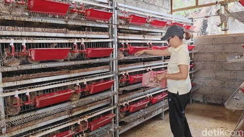 Produksi telur puyuh di Bumdes Aura Cempaka, Desa Sibang Kaja, Kecamatan Abiansemal, Badung.