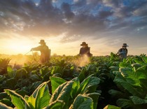 Distribusi Luas dan Mutu Produk Jadi Faktor Penting Keberlangsungan Brand