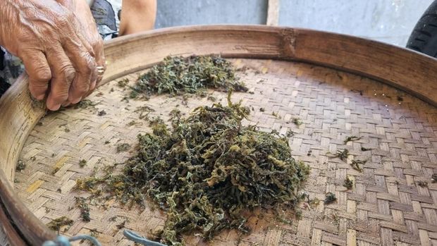 Rumput laut yang menjadi bahan baku Karangan saat dibersihkan dari batu-batu. Rumput laut yang menjadi bahan baku Karangan saat dibersihkan dari batu-batu.
