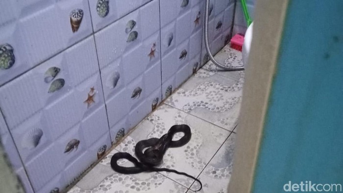 Evakuasi ular di rumah warga Kuningan