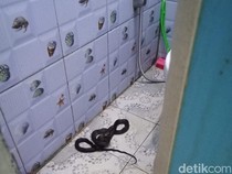 Cara Ular Masuk ke Dalam Rumah dan Pencegahannya, Hati-hati!