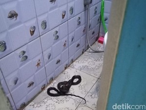 Cara Ular Masuk ke Dalam Rumah dan Pencegahannya, Hati-hati!