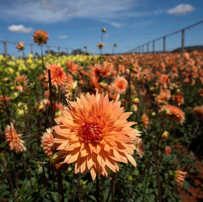 Hamparan Dahlia Warnai Festival Bunga di Afrika Selatan