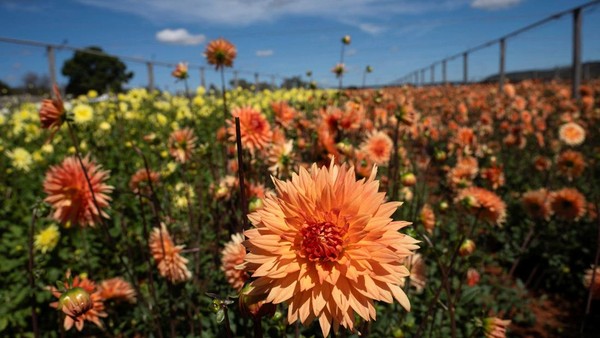 Hamparan Dahlia Warnai Festival Bunga di Afrika Selatan