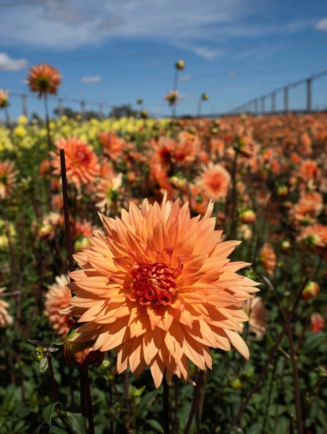 Hamparan Dahlia Warnai Festival Bunga di Afrika Selatan
