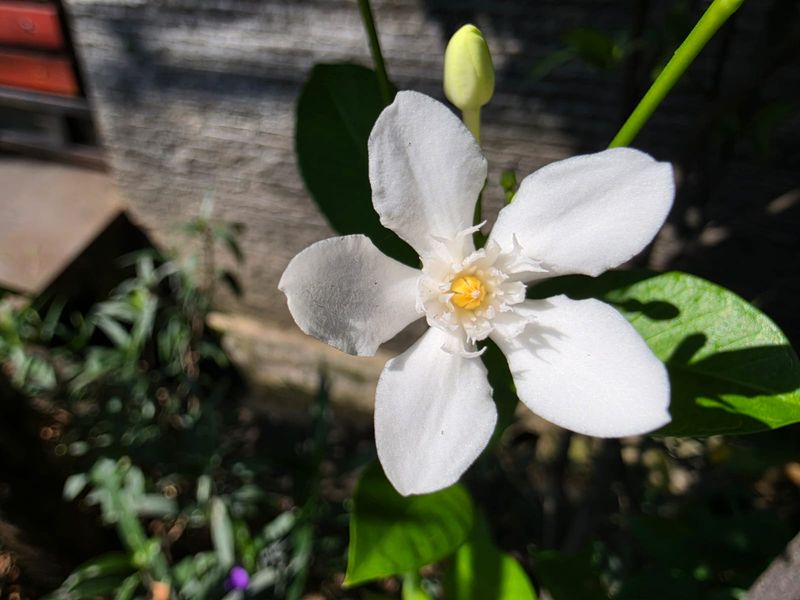 Review Galaxy S26 Ultra: Terobosan Privacy Display dan Galaxy AI Makin Cadas