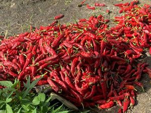Harga Cabai di Medan Naik, Tembus Rp 80 Ribu/Kg