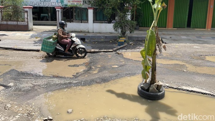 Jalan rusak di Desa Kayen, Pati, ditanami pohon pisang oleh warga, Senin (30/3/2026).
