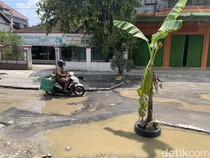 Jalan ke RSUD Kayen Pati Rusak Bikin Celaka, Warga Tanami Pohon Pisang