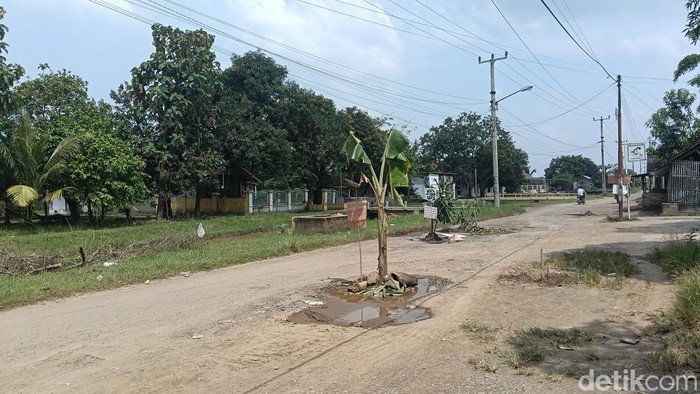 Kondisi jalan Desa Gadingan, Kecamatan Sliyeg, Kabupaten Indramayu, yang dianggap rusak parah sehingga ditanami pohon pisang oleh warga setempat, Senin (30/3/2026).