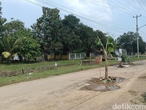 Sindiran Pedas Warga Gadingan Indramayu: Tanam Pisang di Lubang Jalan