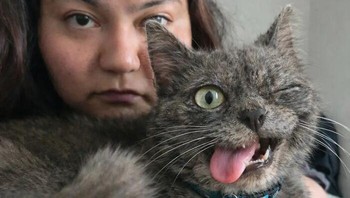 Pose menggemaskan kucing yang sedang mengedipkan mata sambil menjulurkan lidah ini benar-benar mencuri hati karena terlihat seperti sedang menggoda siapapun yang melihat fotonya. torakiko via BoredPanda