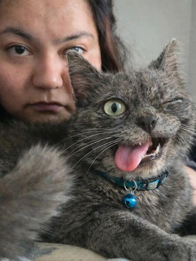 Momen Aib Hewan Peliharaan Ini Malah Bikin Ngakak