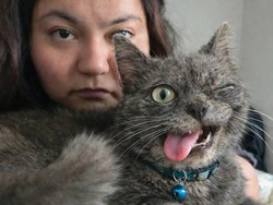 Momen Aib Hewan Peliharaan Ini Malah Bikin Ngakak