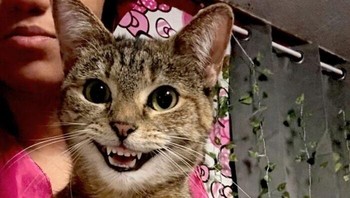 Ekspresi senyum canggung yang memperlihatkan deretan gigi rapi pada kucing ini sangat ikonik, bahkan saking sempurnanya, foto ini terasa cocok jika dipajang di ruang tunggu dokter gigi. laylaaaa.42 via BoredPanda  