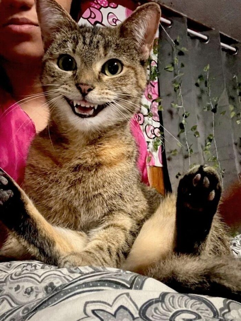 Momen “Aib” Hewan Peliharaan Ini Malah Bikin Ngakak