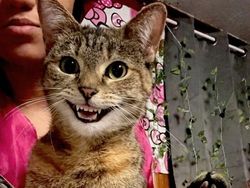 Momen Aib Hewan Peliharaan Ini Malah Bikin Ngakak