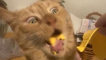 Momen kucing oranye bernama Doug saat pertama kali mencicipi keju membuat wajah syok yang sangat dramatis seolah-olah ia baru saja menemukan tujuan hidup yang baru. kendallorraiine via BoredPanda  