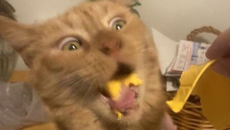 Momen “Aib” Hewan Peliharaan Ini Malah Bikin Ngakak