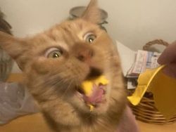 Momen Aib Hewan Peliharaan Ini Malah Bikin Ngakak