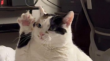 Tingkah kucing yang mengangkat satu tangan seolah sedang ingin bertanya hal penting di tengah sesi foto membuatnya tampak seperti murid teladan. susanh927 via BoredPanda  