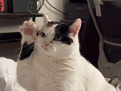 Momen Aib Hewan Peliharaan Ini Malah Bikin Ngakak