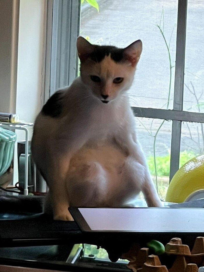 Momen “Aib” Hewan Peliharaan Ini Malah Bikin Ngakak