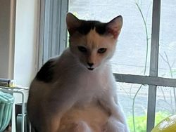 Momen Aib Hewan Peliharaan Ini Malah Bikin Ngakak