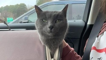 Penampakan kepala kucing British Shorthair yang muncul tiba-tiba dari wadahnya menciptakan ilusi lucu seolah-olah ada hantu berbulu abu-abu yang sedang mencoba kabur dari kurungan. kayceekatt via BoredPanda  