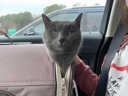 Momen Aib Hewan Peliharaan Ini Malah Bikin Ngakak