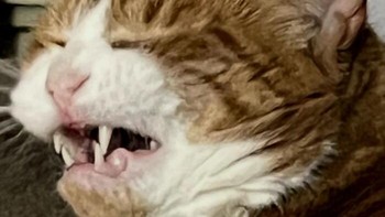 Hasil foto kucing oranye yang terpotret tepat saat sedang bersin menghasilkan tarikan wajah yang sangat berantakan namun sukses mengocok perut karena ekspresinya yang sangat chaos. defnotalyssap via BoredPanda  