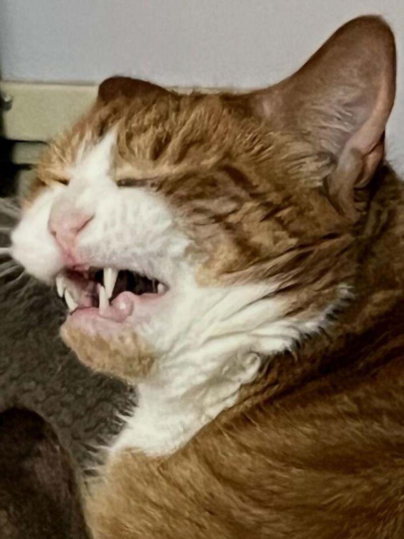 Momen “Aib” Hewan Peliharaan Ini Malah Bikin Ngakak