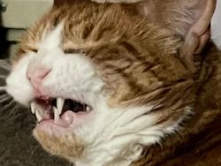 Momen Aib Hewan Peliharaan Ini Malah Bikin Ngakak