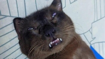 Bukti bahwa semua makhluk tidak bisa mengontrol wajahnya saat tidur terlihat jelas pada kucing ini, yang meski aslinya cantik, ia tampak sangat berantakan saat sedang terlelap. zaratim0 via BoredPanda  