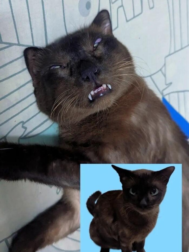 Momen “Aib” Hewan Peliharaan Ini Malah Bikin Ngakak