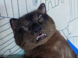 Momen Aib Hewan Peliharaan Ini Malah Bikin Ngakak