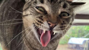 Momen kucing yang menguap lebar tepat di depan kamera sesaat setelah bangun tidur menangkap ekspresi tak terkontrol, mulut terbuka dan lidah menjulur membuat orang yang melihatnya tak tahan tawa. green_tea_n_honey_ via BoredPanda  