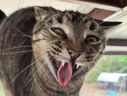 Momen Aib Hewan Peliharaan Ini Malah Bikin Ngakak