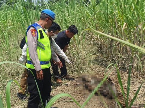 Penemuan Mayat Lokasi temuan kerangka manusia di lahan tebu PTPN di Dukuh Sidomulyo, Desa Pesantren, Kecamatan Ulujami, Kabupaten Pemalang, Senin (30/3/2026).