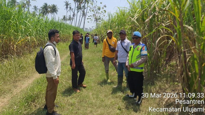 Lokasi temuan kerangka manusia di lahan tebu PTPN di Dukuh Sidomulyo, Desa Pesantren, Kecamatan Ulujami, Kabupaten Pemalang, Senin (30/3/2026).