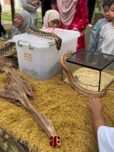 Pernikahan unik di hadirkan kebun binatang mini, bikin tamu undangan, terutama anak-anak, antusias foto bareng hewan.