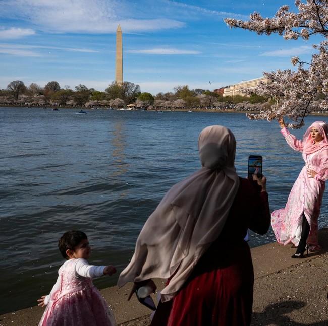 Pesona Sakura di Tidal Basin AS Gaet Wisatawan Dunia