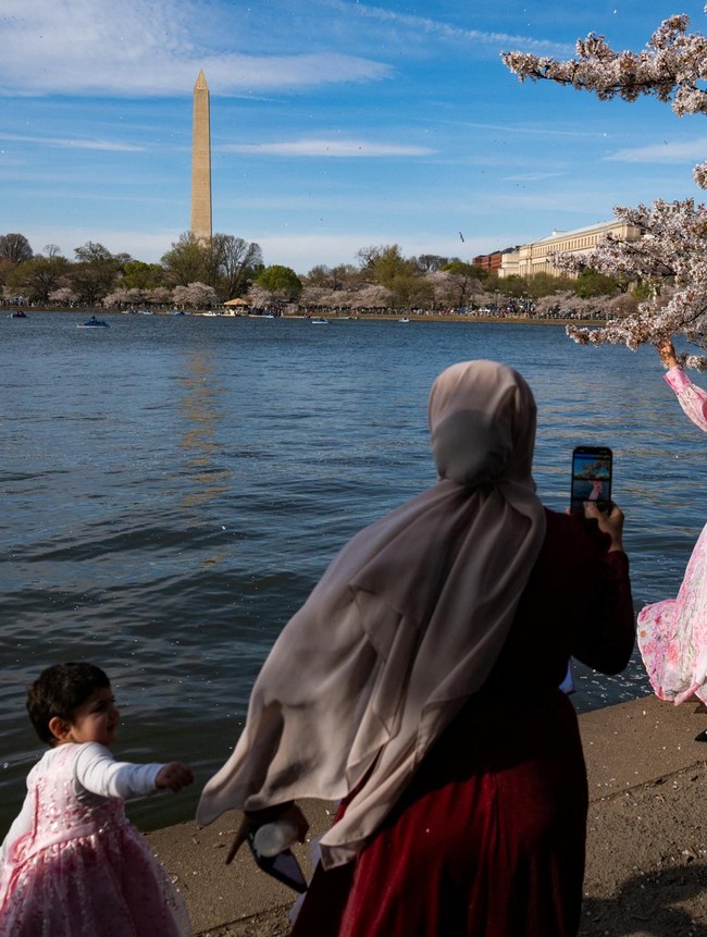 Pesona Sakura di Tidal Basin AS Gaet Wisatawan Dunia