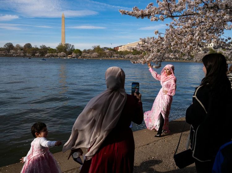 Pesona Sakura di Tidal Basin AS Gaet Wisatawan Dunia
