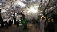 Kawasan ini dipenuhi ribuan pohon sakura yang bermekaran serentak, menciptakan lanskap berwarna merah muda dan putih di sekitar perairan serta monumen bersejarah. REUTERS/Annabelle Gordon  