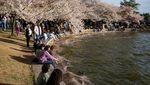 Pesona Sakura di Tidal Basin AS Gaet Wisatawan Dunia