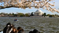 Ratusan ribu hingga jutaan pengunjung datang setiap tahun untuk menikmati sakura dan berfoto dengan latar Jefferson Memorial. REUTERS/Annabelle Gordon  