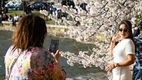 Sakura di Tidal Basin sendiri memiliki nilai sejarah panjang. Pohon-pohon tersebut merupakan hadiah dari Jepang pada 1912 sebagai simbol persahabatan antara kedua negara, dan hingga kini masih menjadi daya tarik budaya sekaligus wisata tahunan. REUTERS/Annabelle Gordon  