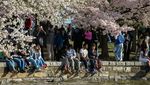 Pesona Sakura di Tidal Basin AS Gaet Wisatawan Dunia